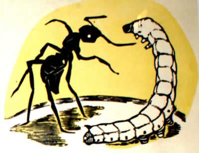 蚕和蚂蚁读后感三年级50字