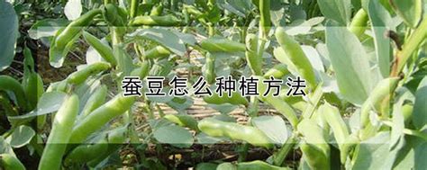 蚕豆怎么种植最简单