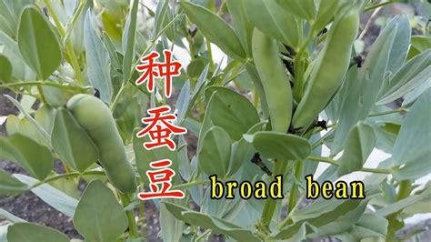 蚕豆高产种植时间和方法
