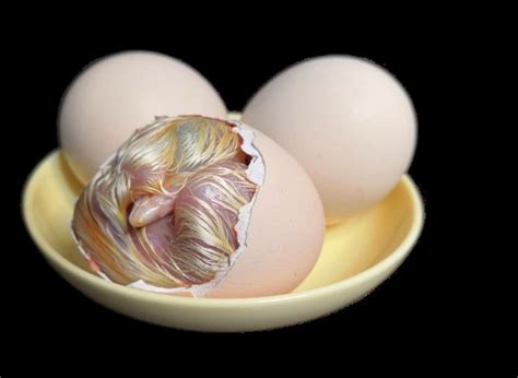 蛋跟卵有什么区别