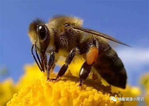 蜂蜜的酸度是多少度