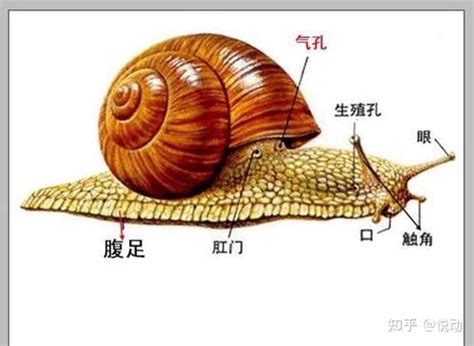 蜗牛的名字怎样起