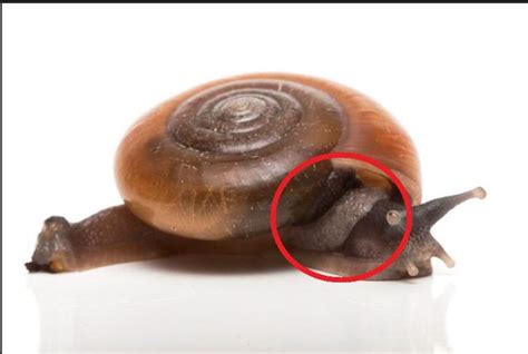 蜗牛适合起什么名字