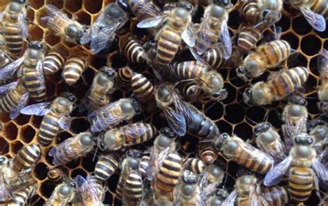 蜜蜂介蜂技巧