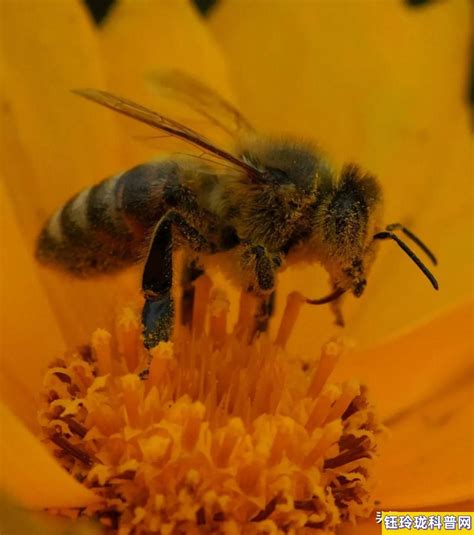 蜜蜂的品质和好处