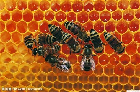 蜜蜂的本领有哪些