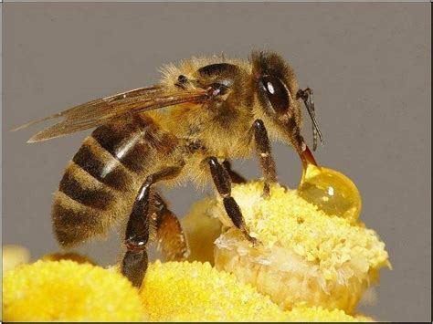 蜜蜂蜂后怎么培育
