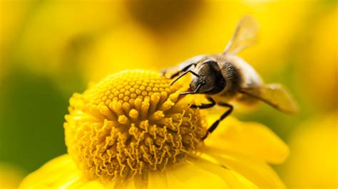 蜜蜂靠什么辨认方向的