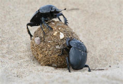 蜣螂怎样养殖有具体的养殖方法吗