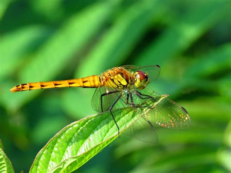 蜻蜓有什么药用价值 蜻蜓的功效和作用