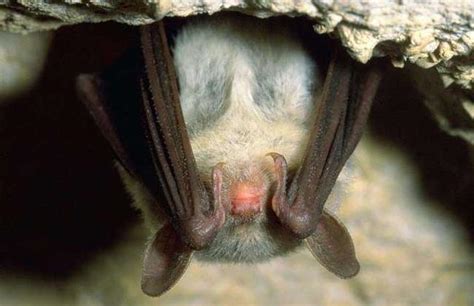 蝙蝠在房间内飞一会会传播病毒吗