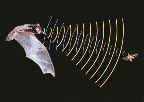 蝙蝠的超声波碰到蚊虫会怎样