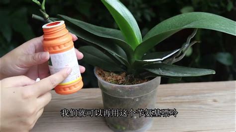 蝴蝶兰种子催芽方法视频
