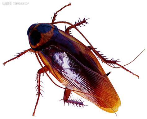 蟑螂的药用价值 蟑螂的功效和作用