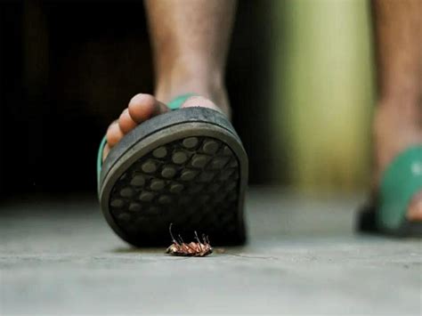 蟑螂为什么不能用脚踩