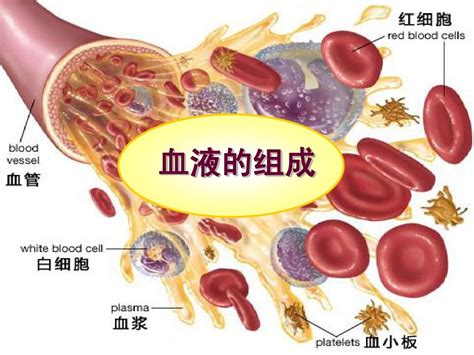 血液及造血系统的解剖生理