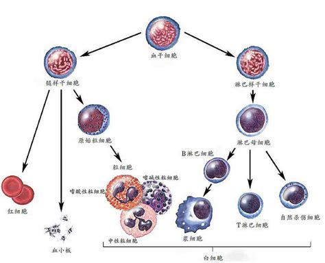 血细胞分六大类