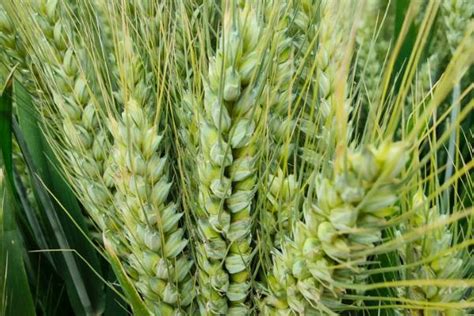 西农511小麦品种介绍
