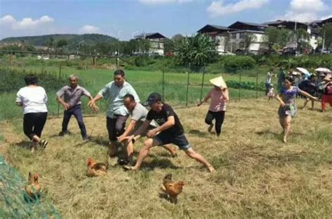 西安一景区举行抓鸡活动视频