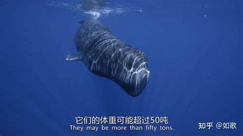 西瓜纪录片鲸鱼的秘密