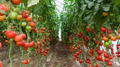 西红柿的种植