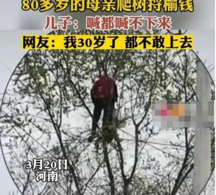 许昌80岁老太太爬树上摘榆钱