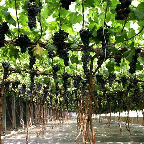 设施葡萄优质高效栽培的关键技术
