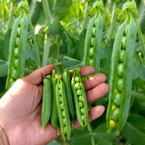 豌豆种植方法有哪些