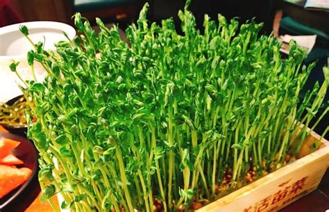 豌豆苗新种植技术