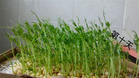 豌豆苗种植全过程