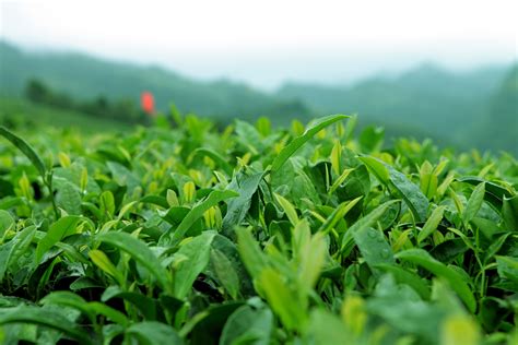 贵州有哪些著名茶叶