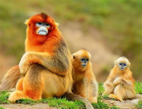 贵州武陵山脉金丝猴位于哪个山脉