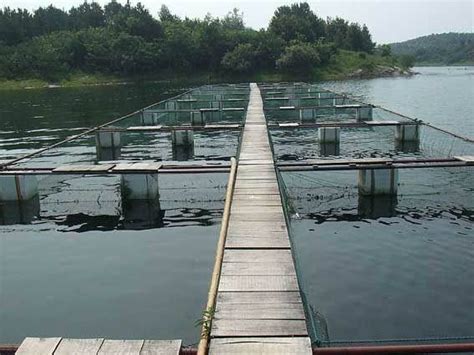 赣州养鱼的水库