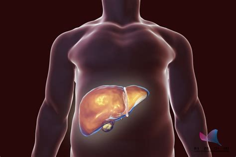 身上有哪些症状可能是肝脏有问题