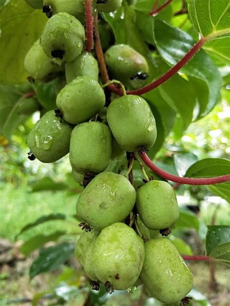 软枣猕猴桃什么时候种植最好