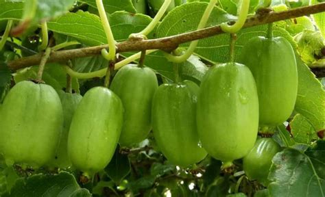 软枣猕猴桃种植的最佳时间