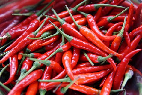 辣椒一般在什么季节种植