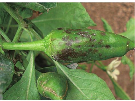 辣椒主要病虫害的防治技术
