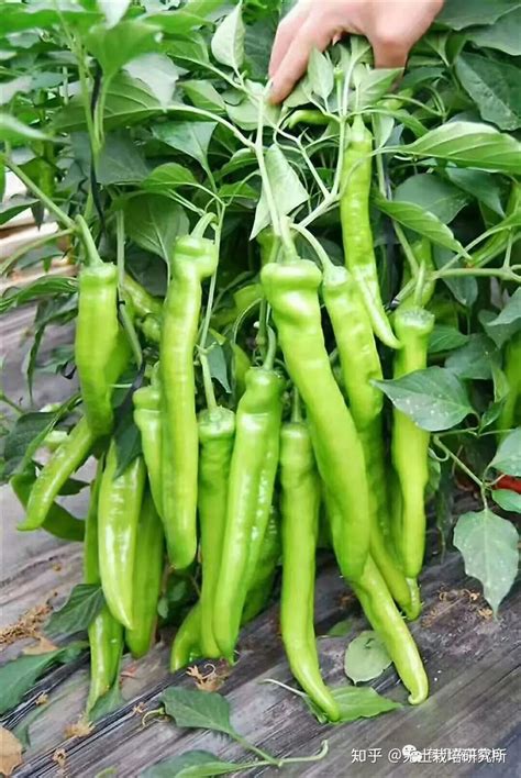 辣椒主要种植方法