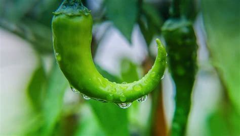 辣椒尽量在几月份种