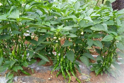 辣椒的种植全过程与方法