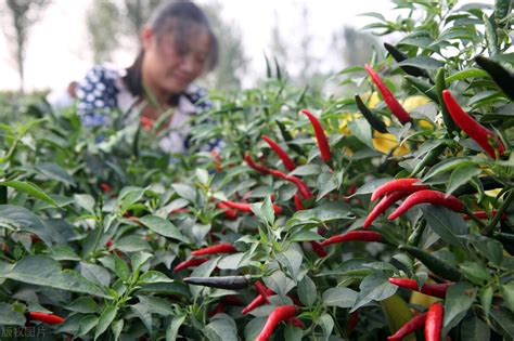 辣椒的种植方法与技术