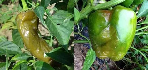 辣椒的种植方法与病虫害防治