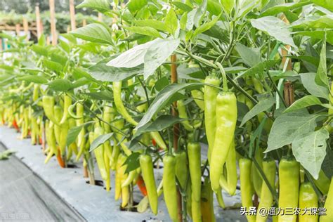 辣椒种植方法和最佳时间