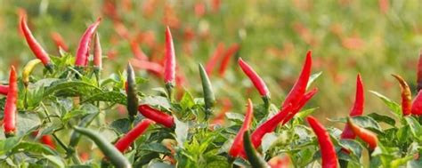 辣椒种植最佳时间和方法