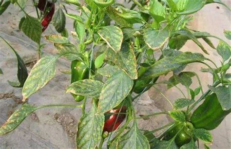 辣椒种植病害防治方案