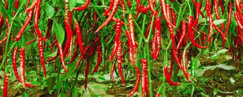 辣椒种植的方法与技术讲解