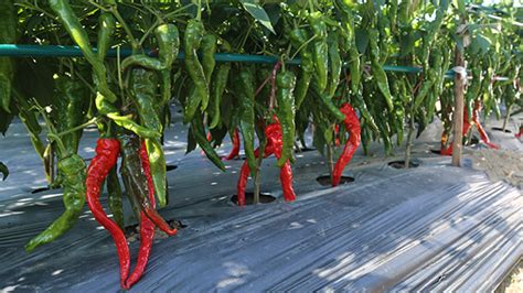辣椒种植的方法与过程