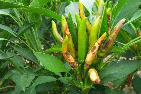 辣椒种植管理与病虫害防治