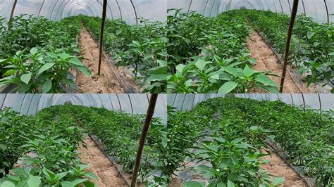 辣椒苗的种植方法视频